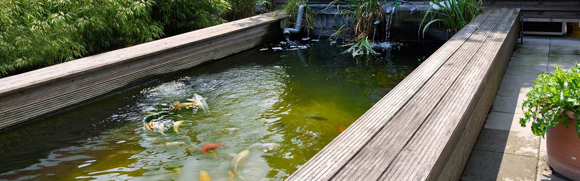 Fish Fever Außenanlage kleiner Teich mit Kois und Pflanzen