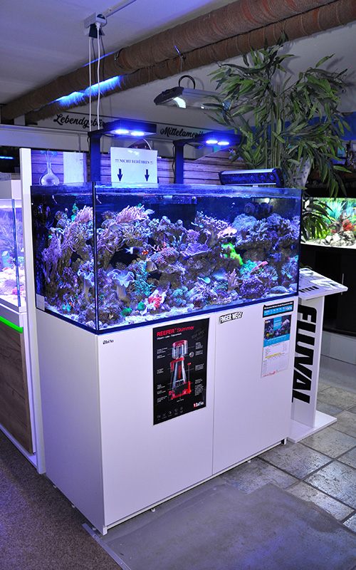 Salzwasseraquaristik Schau-Aquarium mit Korallen und Meeresbewohnern
