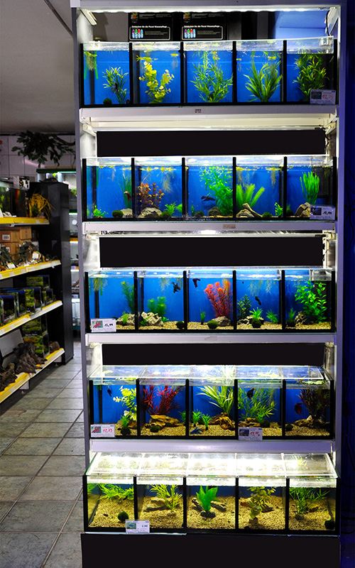 Süßwasseraquaristik Kampffischanlage mit Aquarien 5 x 5