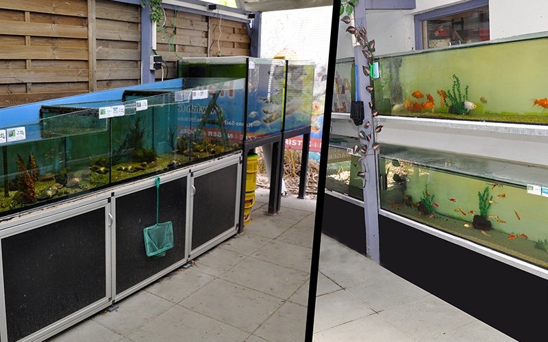 Fish Fever Außenanlagen mit Aquarien